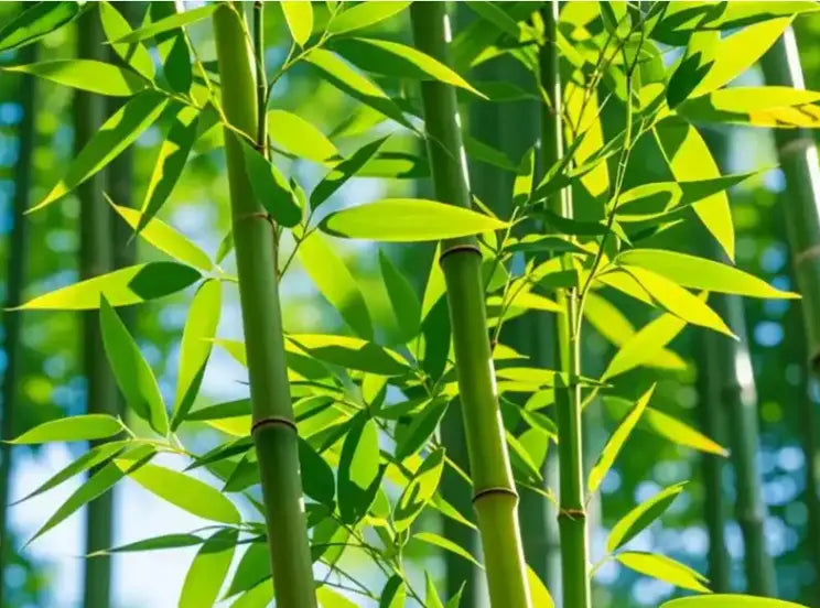 Bamboo