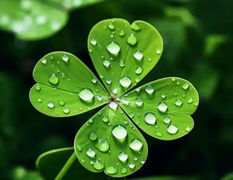 Four-Leaf Clover